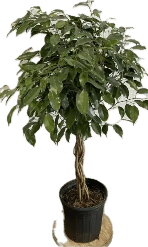 8" Ficus (Braid)