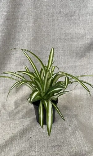 4" Spider