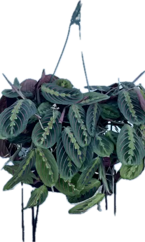 8" HB Maranta Red