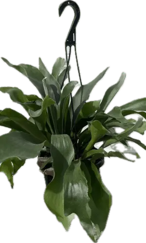 8" HB Fern Staghorn