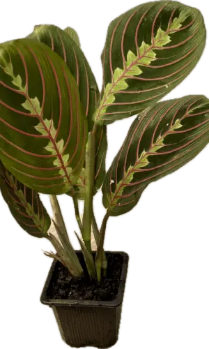 3" Maranta Red