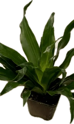 3" Janet Craig Compacta
