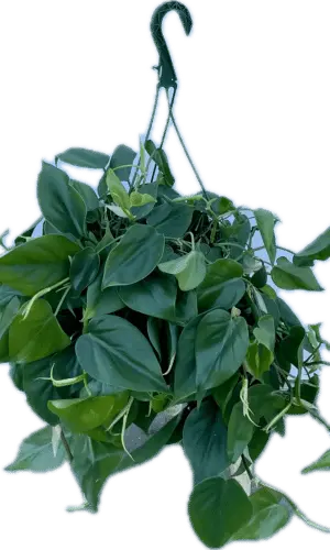 8" Philodendron Hanger