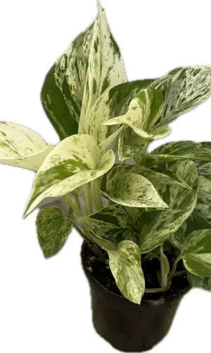 4" Marble Queen