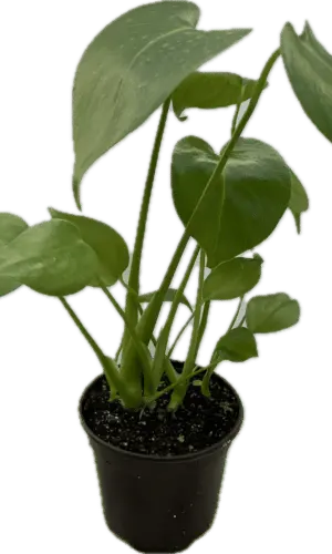 4" Split Leaf