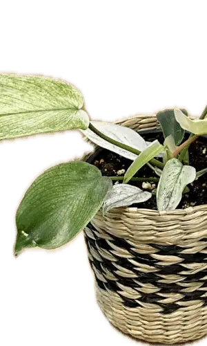 4" Seagrass Pot Cover