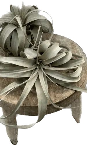 Air Plant  - Xero -  Medium
