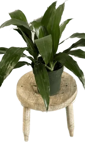 6" Janet Craig