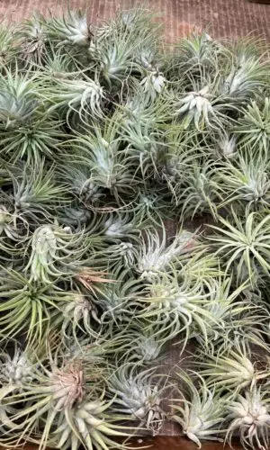 Tillandsia Small (Air Plant)