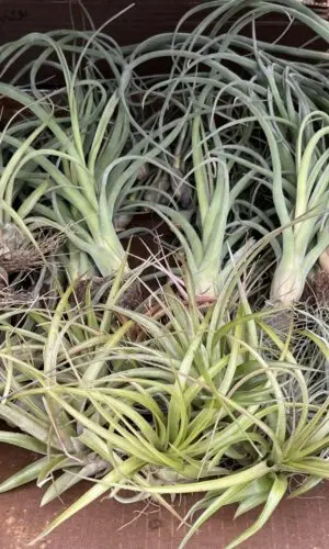 Tillandsia Large (Air Plant)