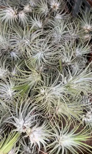 Tillandsia Medium (Air Plant)