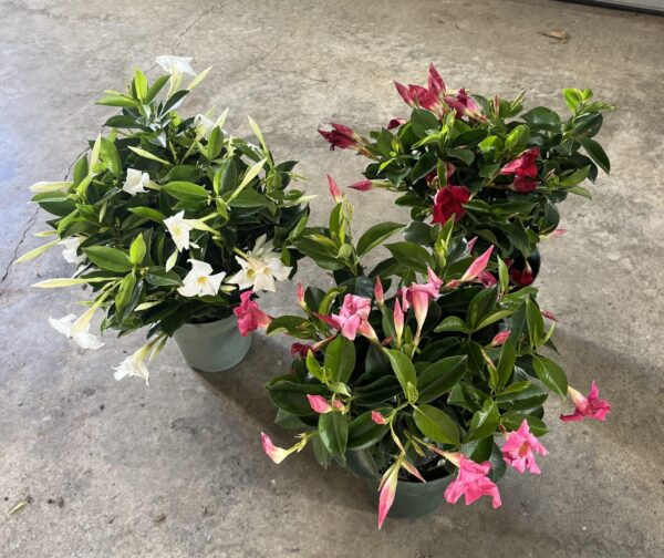 6" Dipladenia Bush (Assorted) - Image 2