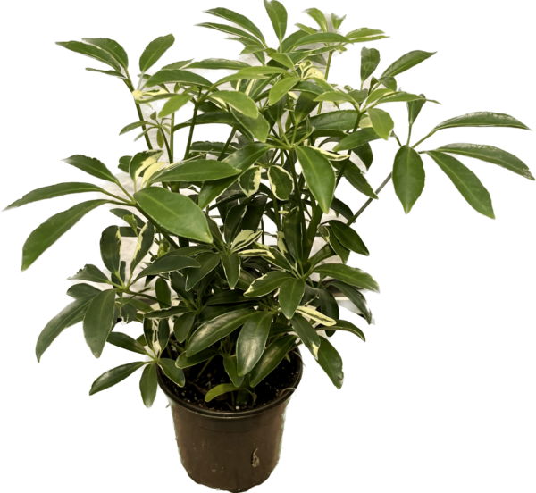 4" Arb Variegated