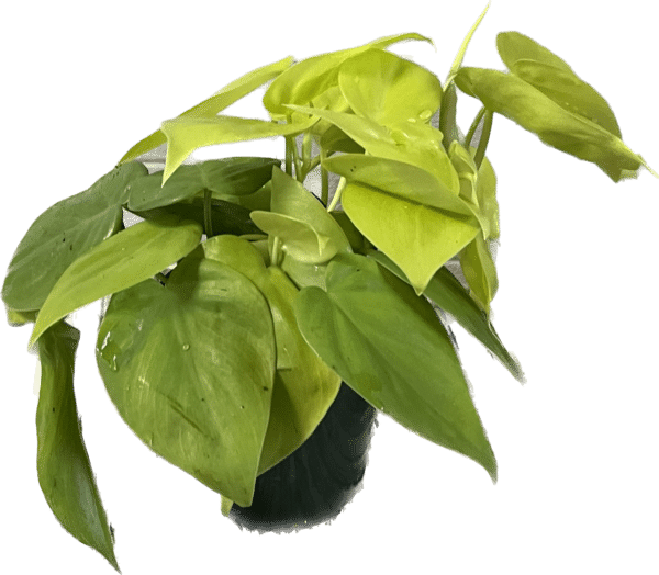 4" Philodendron Lemon Lime