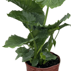 10" Alocasia California Odora