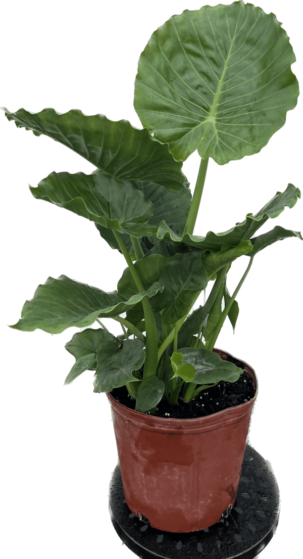 10" Alocasia California Odora