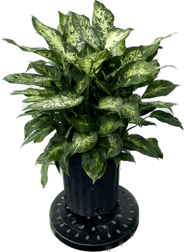 8" Dieffenbachia Compacta