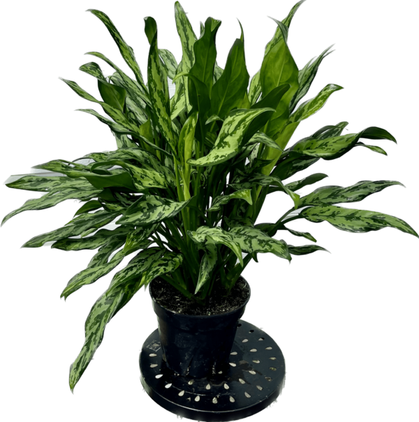 8" Aglaonema Juliette