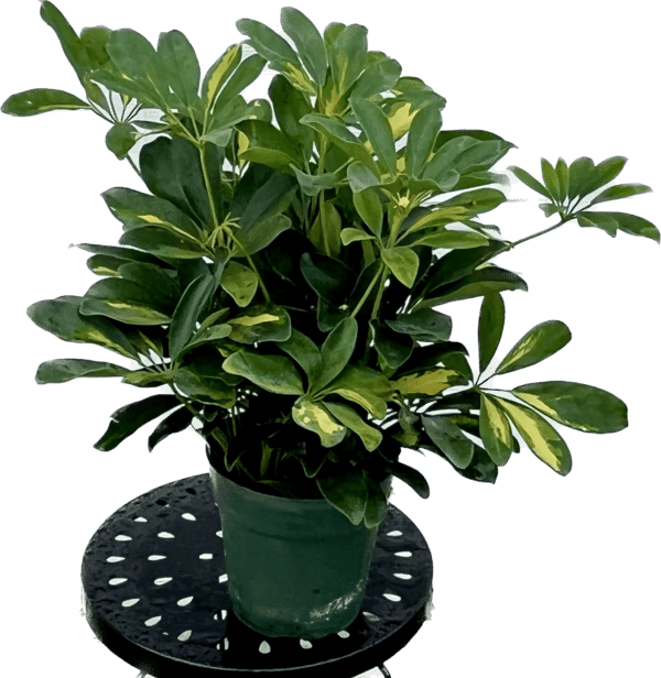 6" Arb Variegated