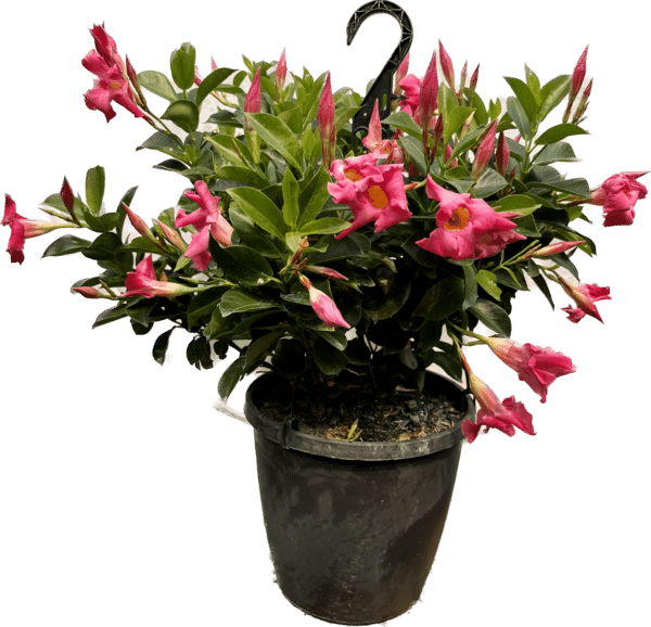 10" Dipladenia Hanger - Image 3