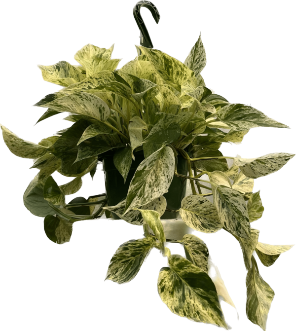 8" HB Marble Queen