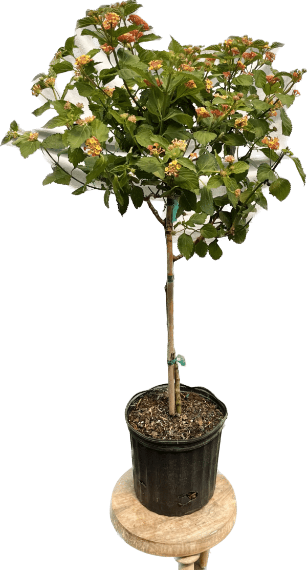 10" Lantana (Tree)