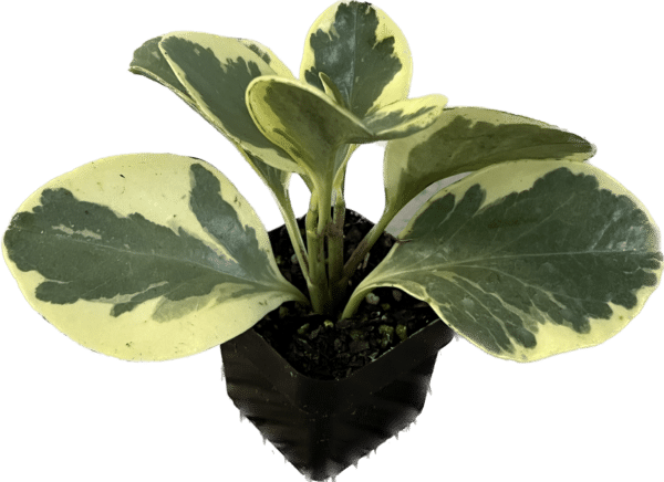 3" Peperomia Variegated