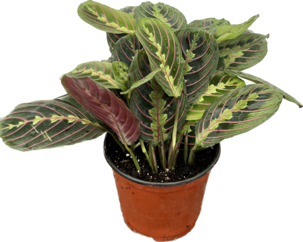 6" Maranta Red