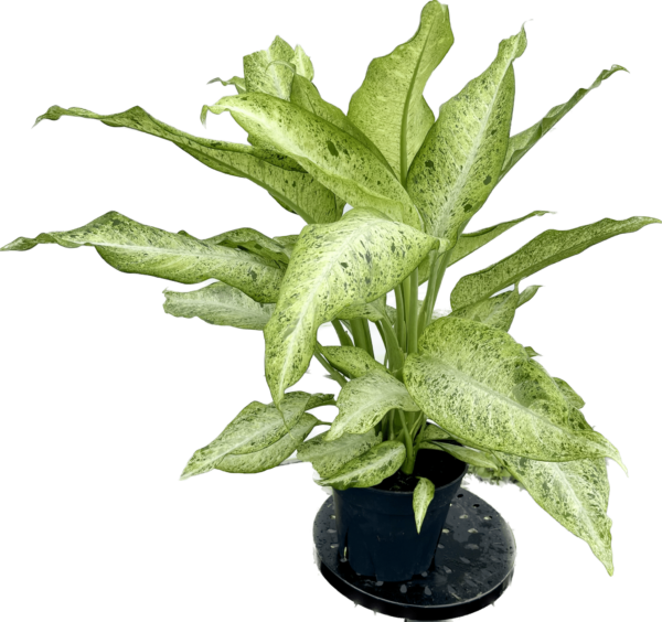 8" Dieffenbachia Camouflage