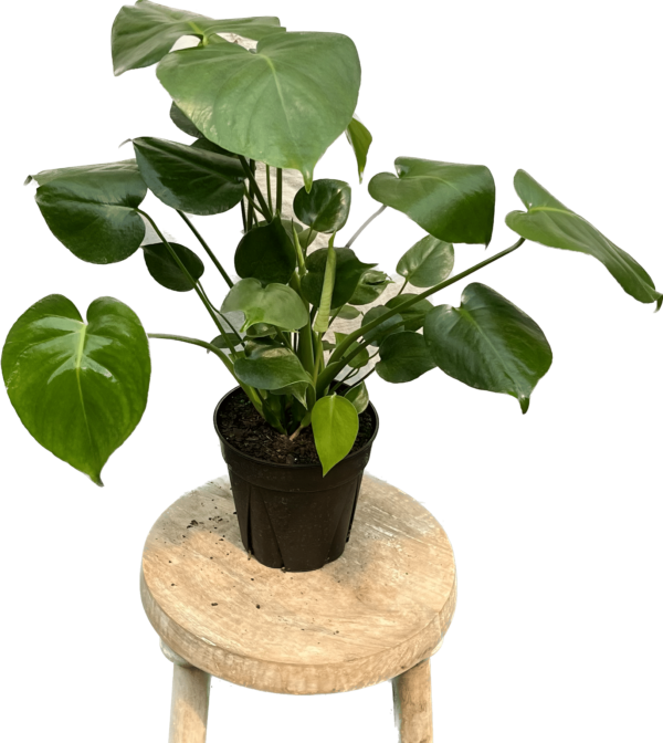 6" Split Leaf