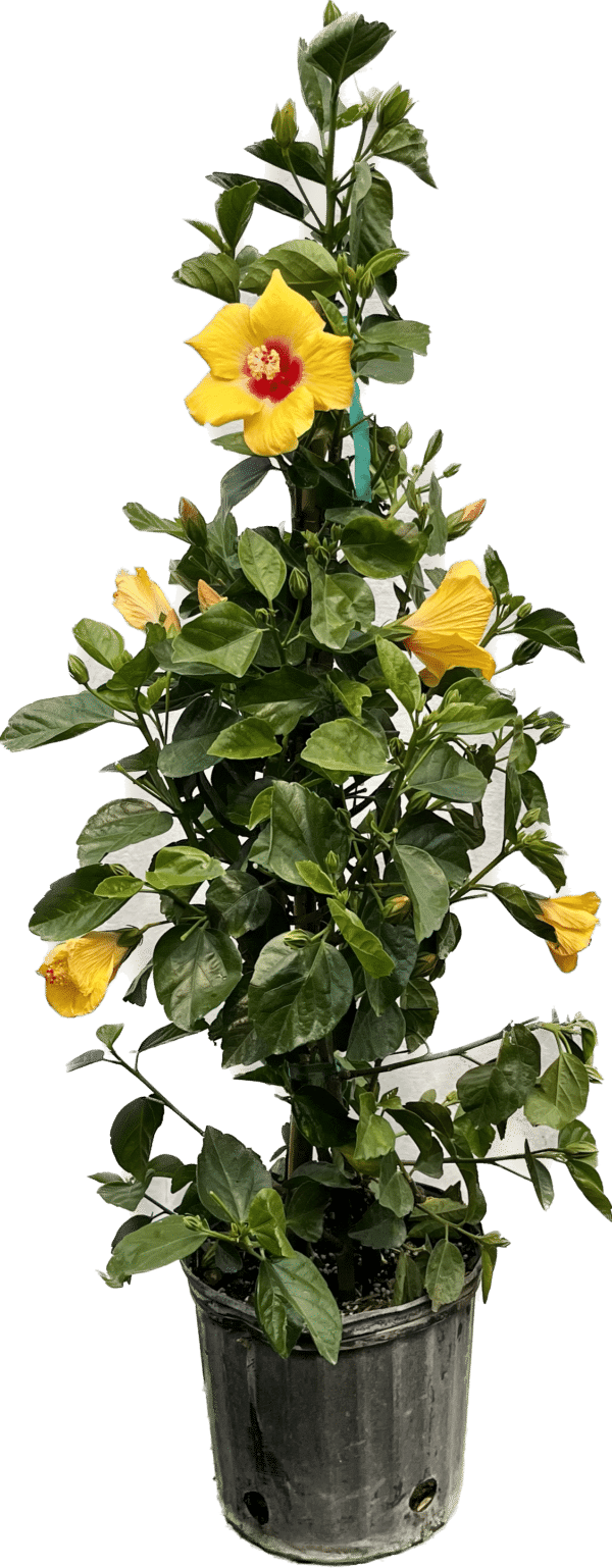 10" Hibiscus Column Premium