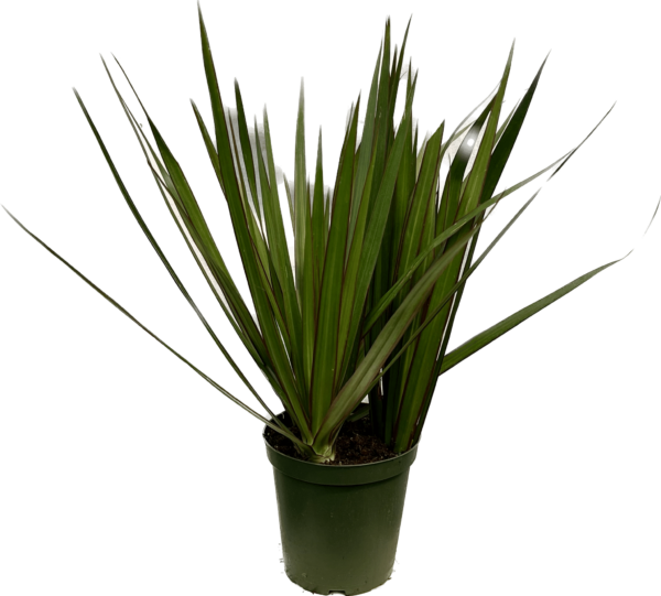 6" Margi Tips