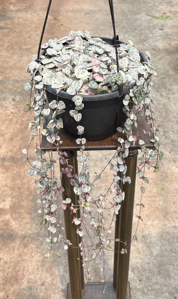 8" String of Hearts Variegated Hanger