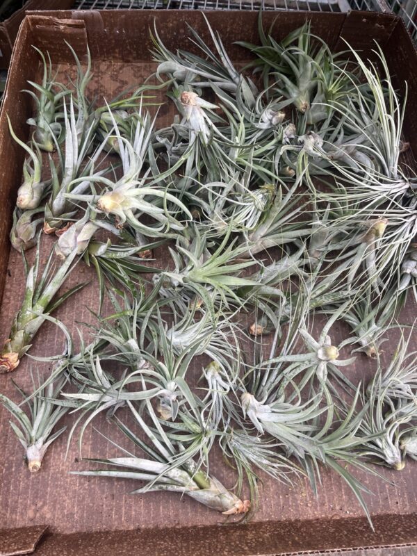 Air Plant Medium