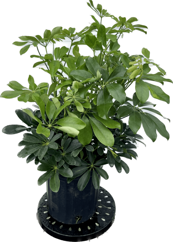 8" Arb Green