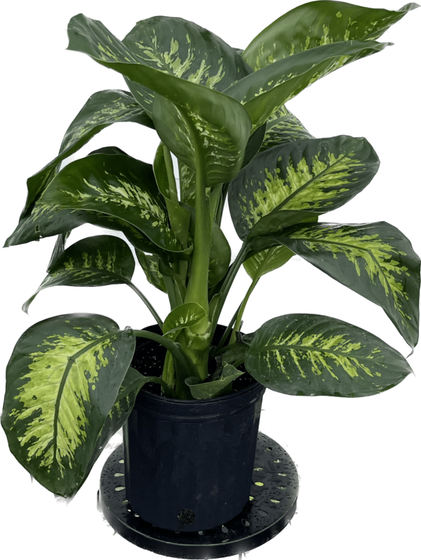 8" Dieffenbachia Tropic Snow