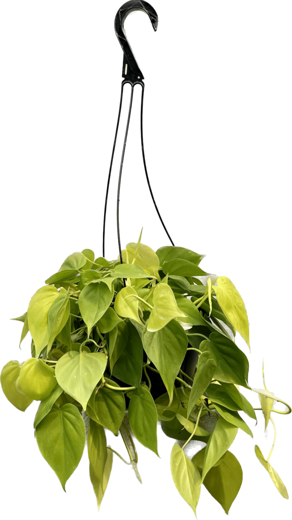 8" Philodendron Lemon Hanger
