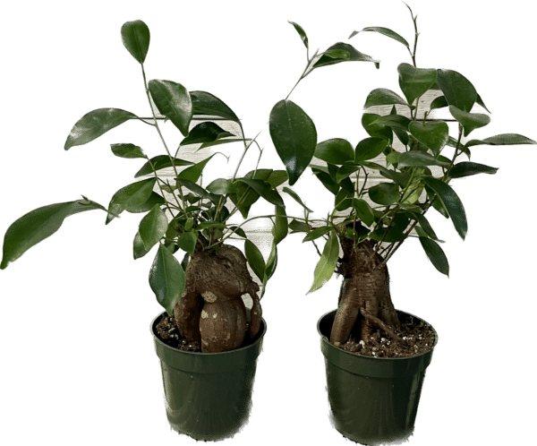 4" Ficus Microcarpa Ginseng