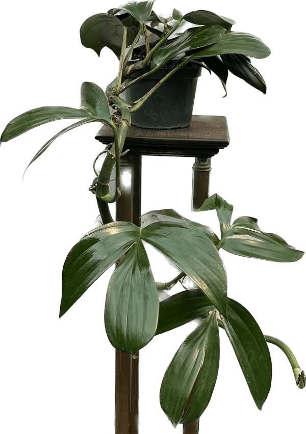 6" Philodendron Dragon Tail