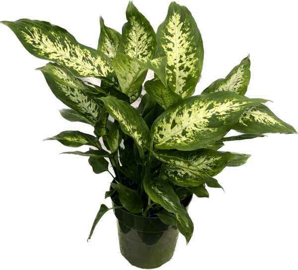 6" Dieffenbachia Compacta