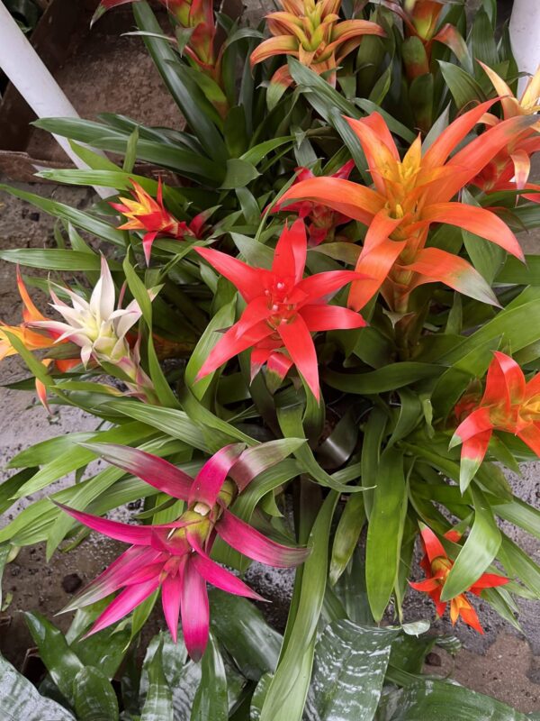 6" Bromeliad Guzmania