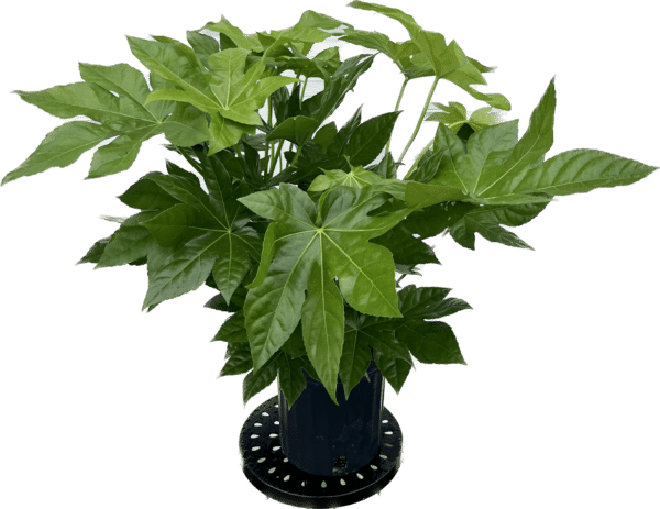 8" Aralia Fatsia
