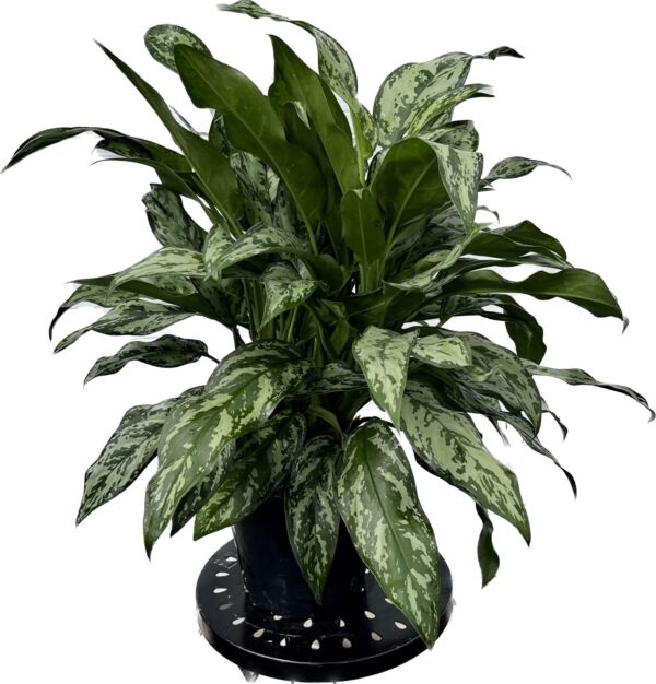 8" Aglaonema Romeo