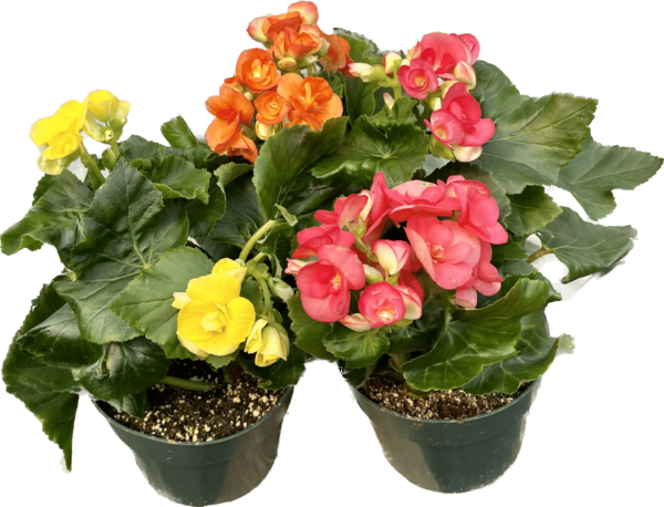6" Begonia Reiger - Image 2