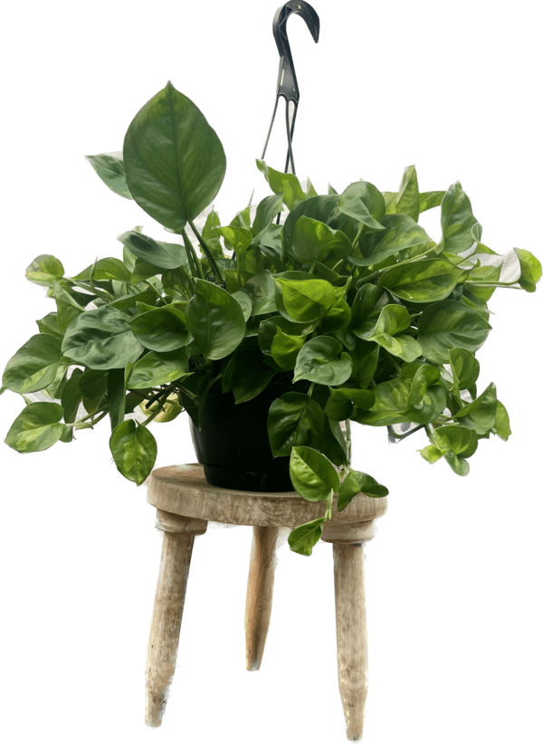 8" HB Pothos  Global Green