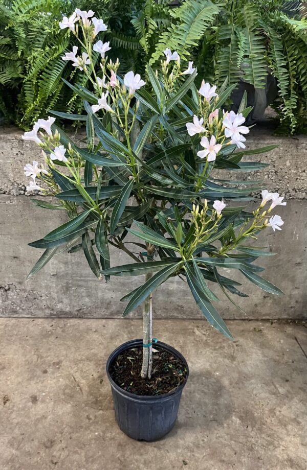 10" Oleander (Tree)