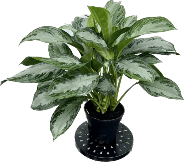 8" Aglaonema Silver Bay