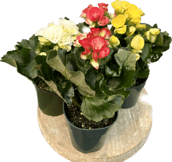 4" Begonia Rieger
