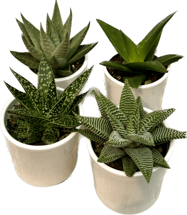 2" Haworthia in Ceramic