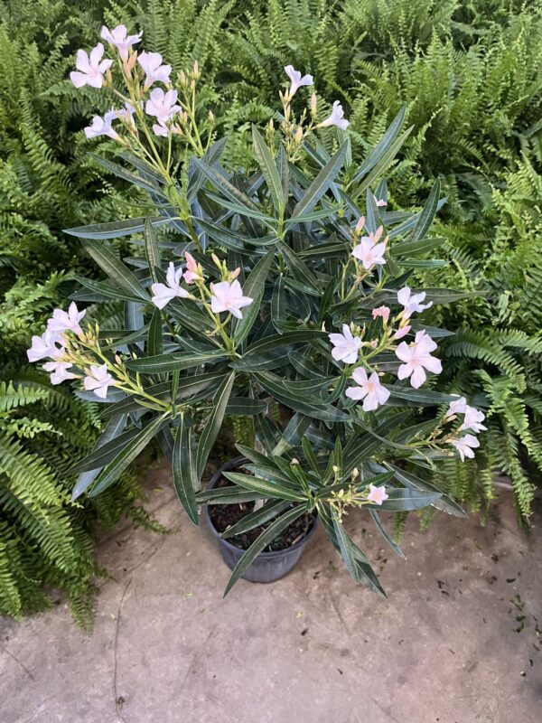 10" Oleander (Tree) - Image 2